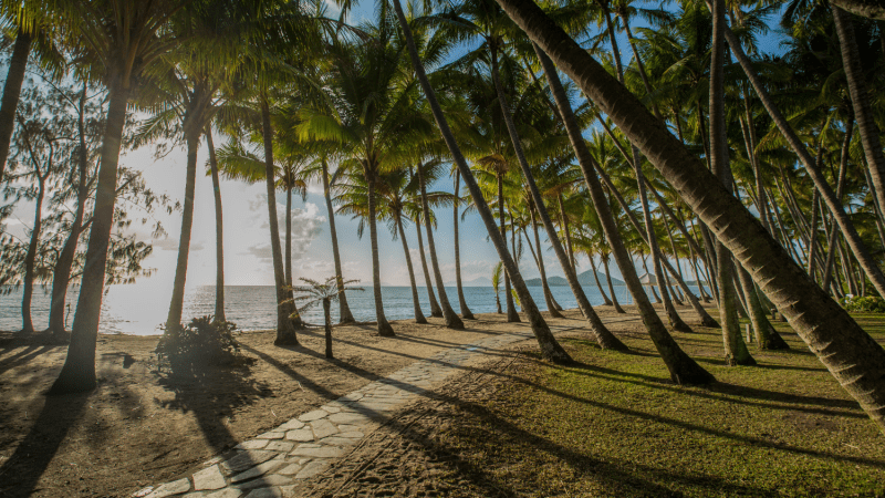 a row of palm trees at palm beach