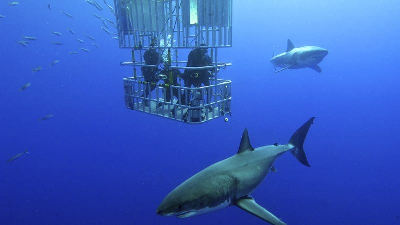 Two scuba divers inside a metal cage being circled by two great white sharks