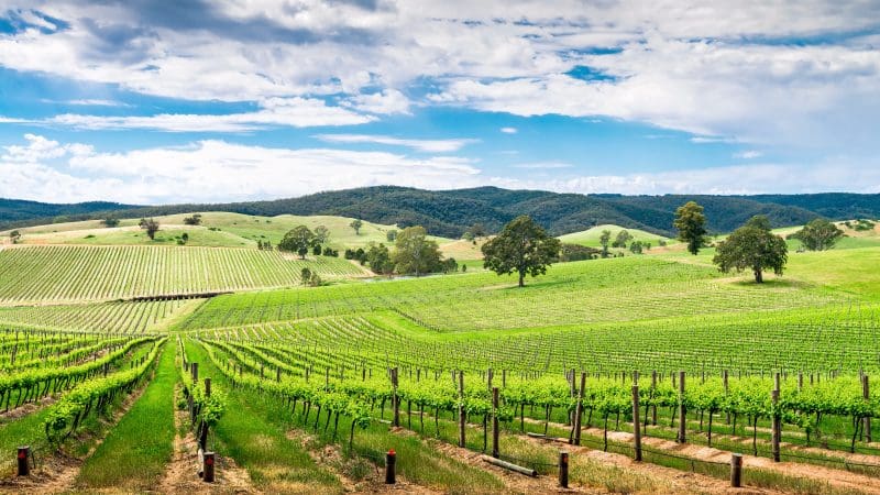 Lush rows of grapevines blanket rolling green hills in a picturesque vineyard, thriving beneath a dramatic partly cloudy sky.