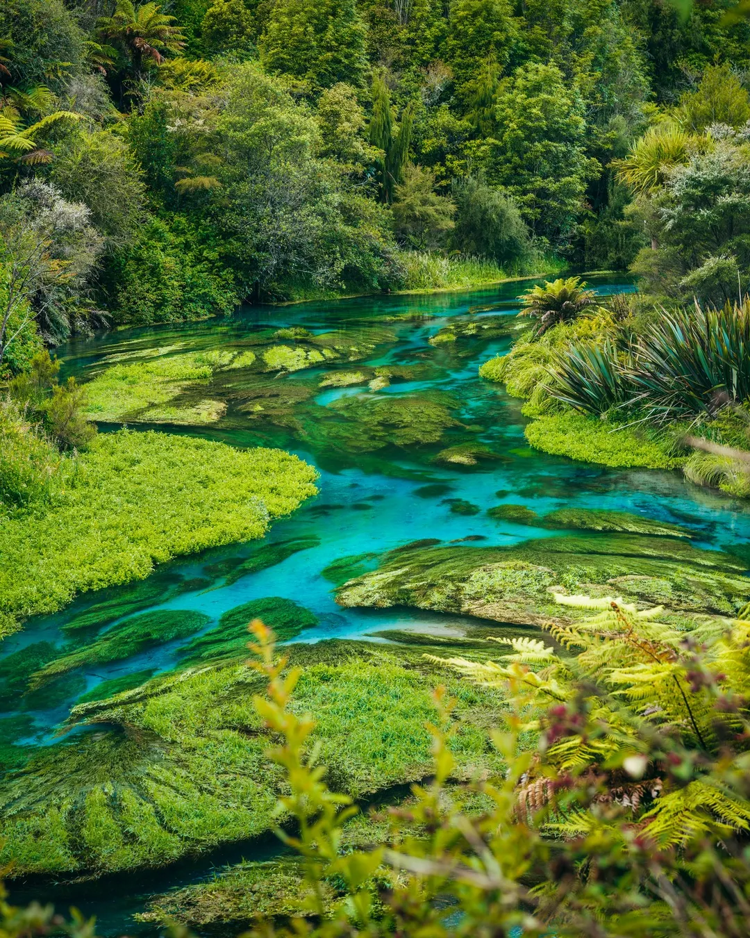 Green moss in blue water