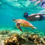 65d767ba6b5a8_1588_moalboal-snorkel-turtle