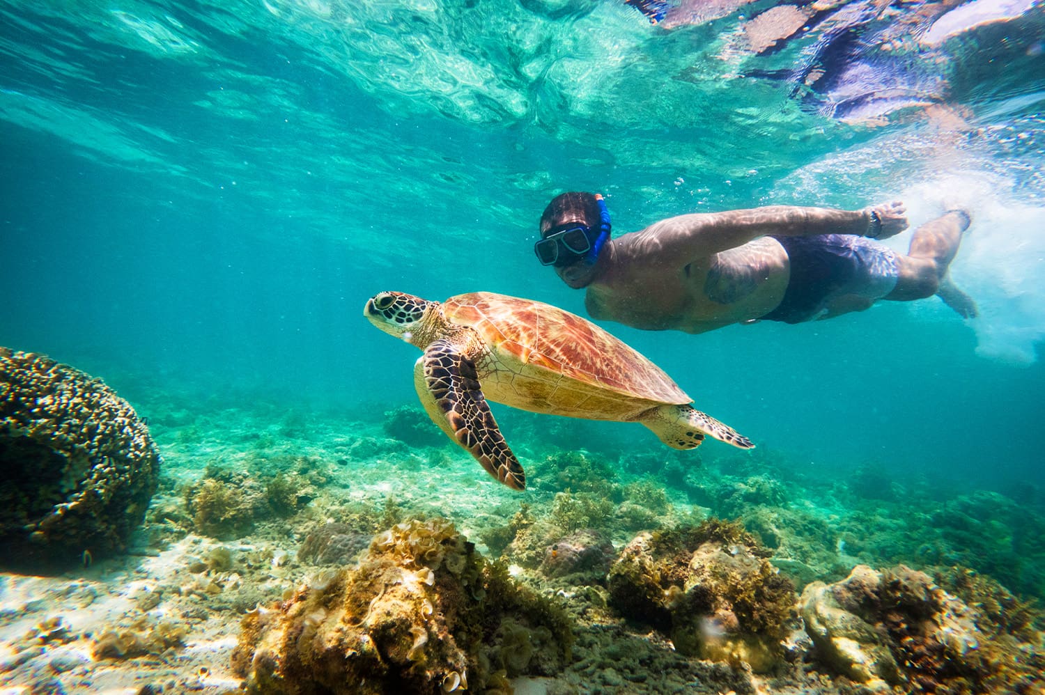 65d767ba6b5a8_1588_moalboal-snorkel-turtle