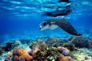 Image of Manta Ray gliding through the Ocean in Fiji where youcan snorkel with Manta Rays