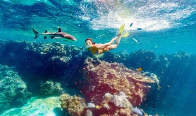 A snorkeller with marine life underwater on a coral reef.