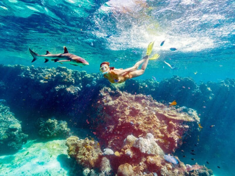 A snorkeller with marine life underwater on a coral reef.
