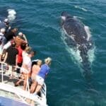 58eedd6a56836_873_whale-20151
