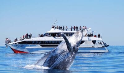 6a1f9f4b314ec_1610_rezdyimg6a1f9f4a648f7158905824eyespyandwhalebreachlg