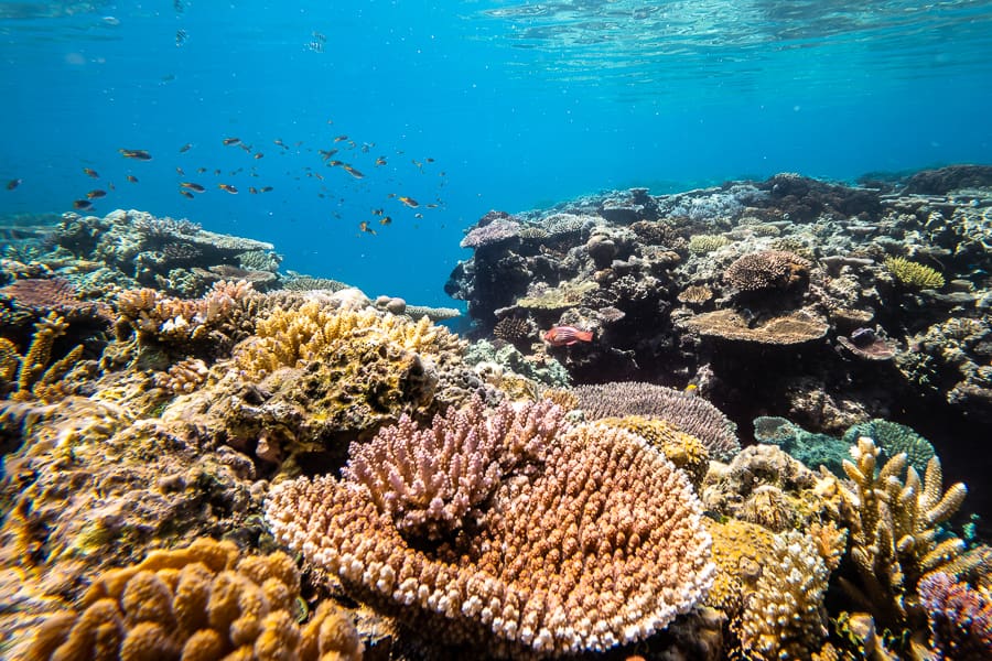 corals underwater on the great barrier reef